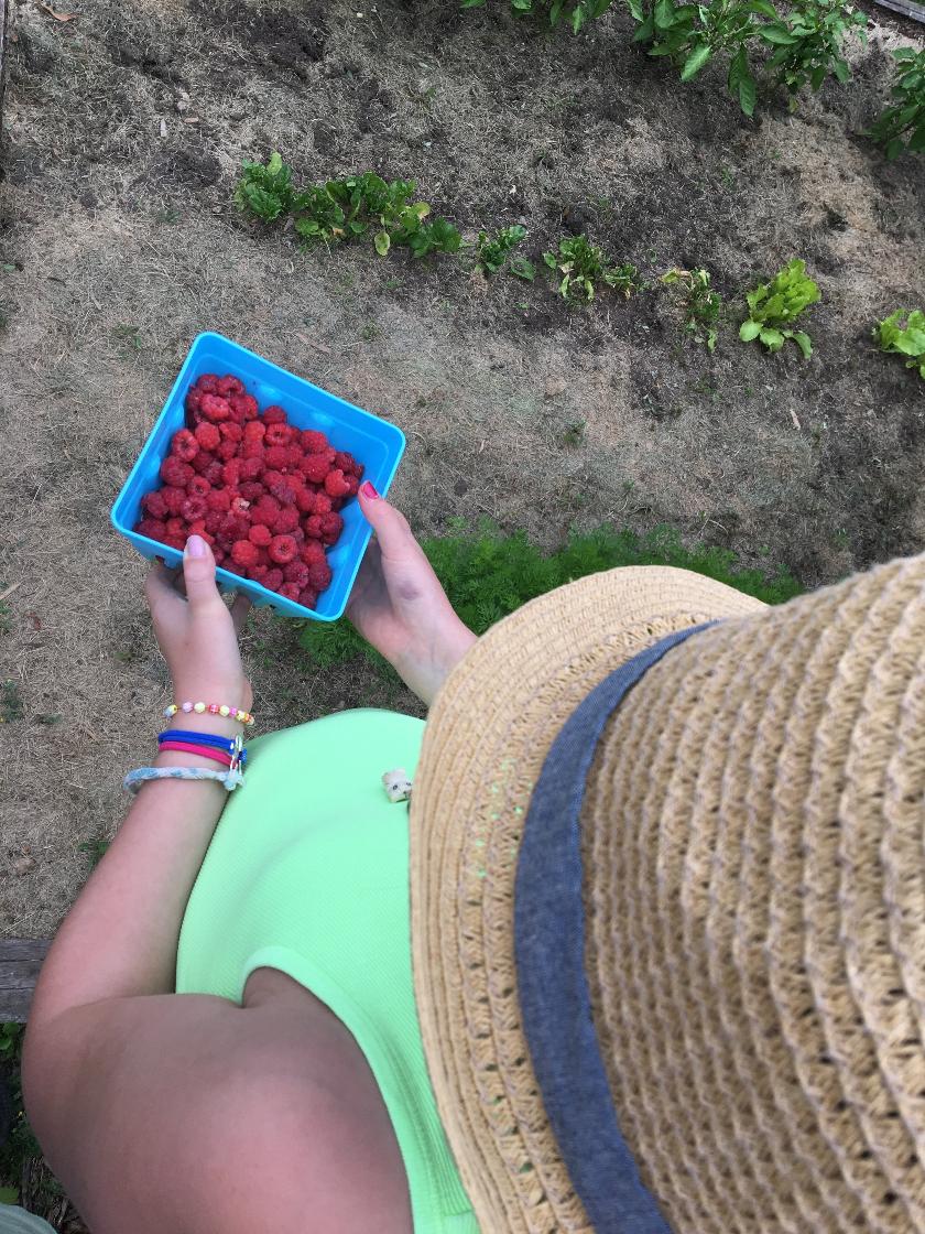 Raspberries from Hopkins, MN