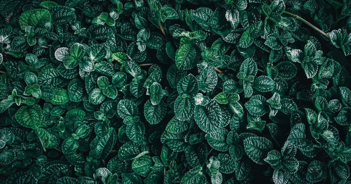 Cluster of green leaves