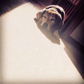 JasperTheWonderBeagle-1