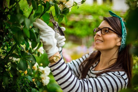 Woman pruning a shrub 