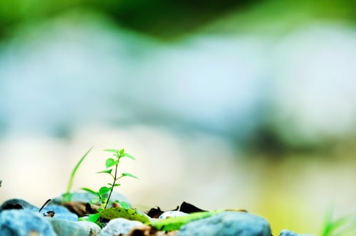 Nurture, Don't Negotiate: The Fine Art of Selling with Inbound Marketing