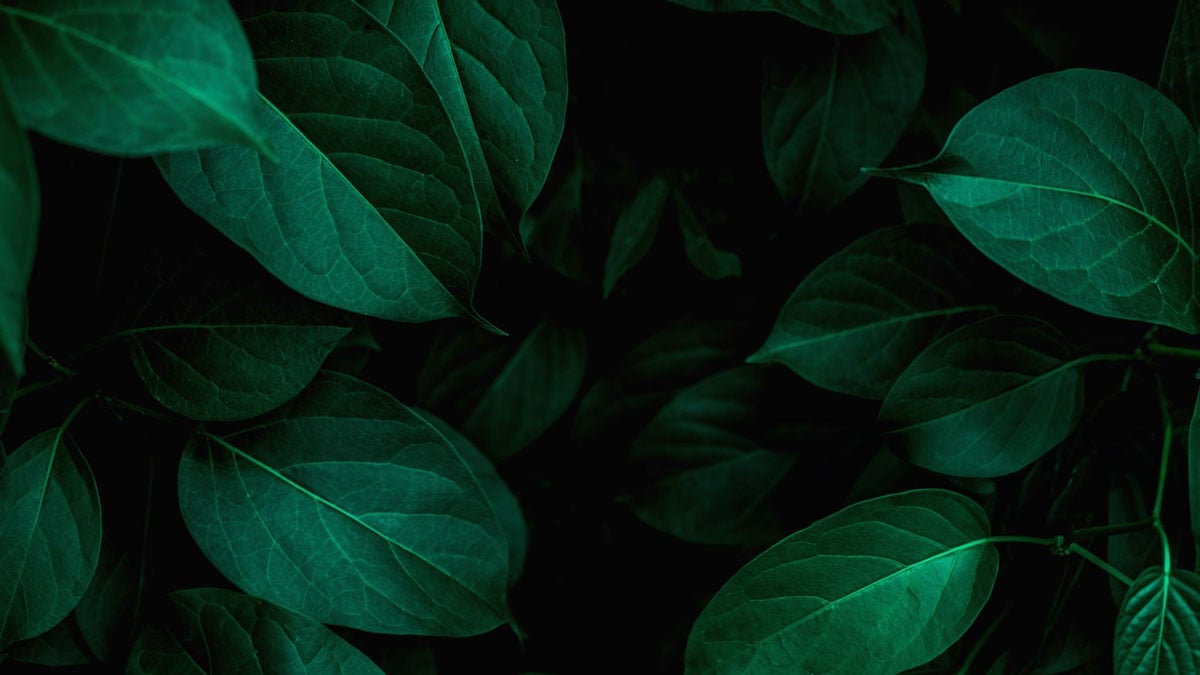 jungle-leaves
