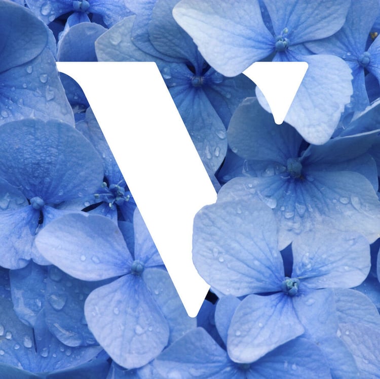 vye-v-hydrangea-900px
